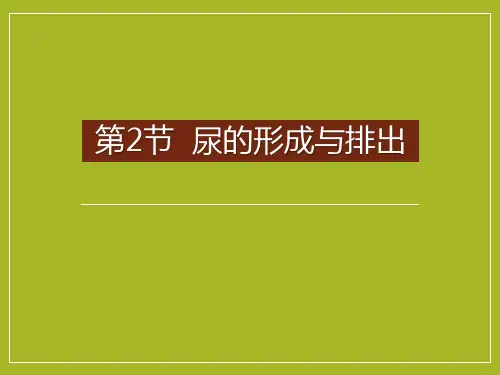 《尿的形成与排出》PPT课件赏析教学课件