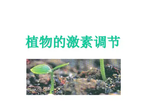 高中生物必修三---植物的激素调节PPT课件