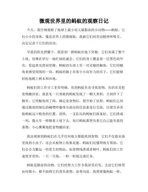 小学三年级作文微观世界里的蚂蚁的观察日记