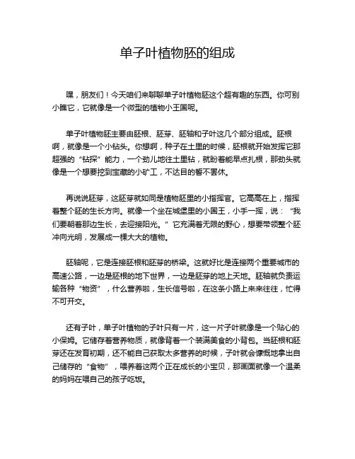 单子叶植物胚的组成