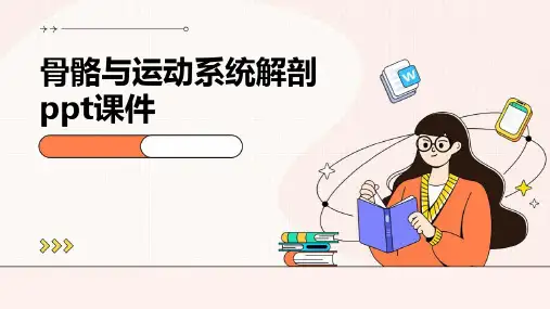 骨骼与运动系统解剖PPT课件