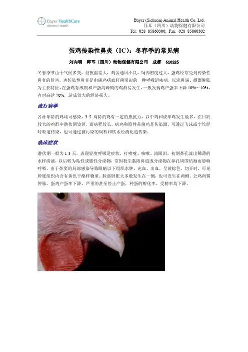 蛋鸡传染性鼻炎(IC)：冬春季的常见病