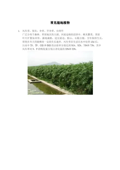 美人蕉、芦苇等人工湿地种植植物介绍推荐——图文