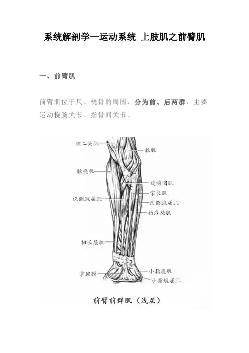 系统解剖学—运动系统 上肢肌之前臂肌