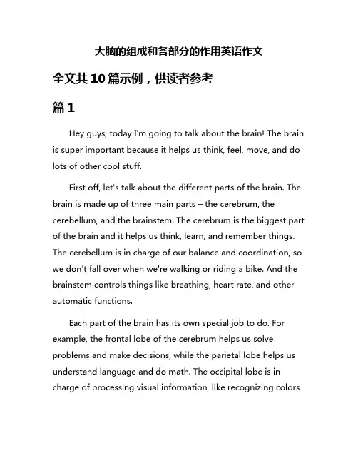 大脑的组成和各部分的作用英语作文