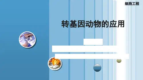 转基因动物的应用