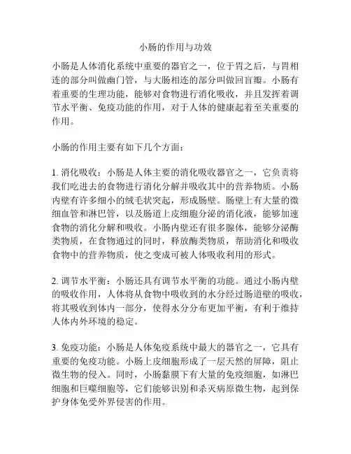 小肠的作用与功效