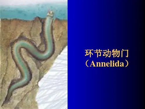 环节动物门