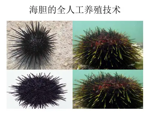 海胆的全人工养殖技术