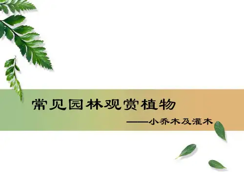 园林常用小乔木及灌木