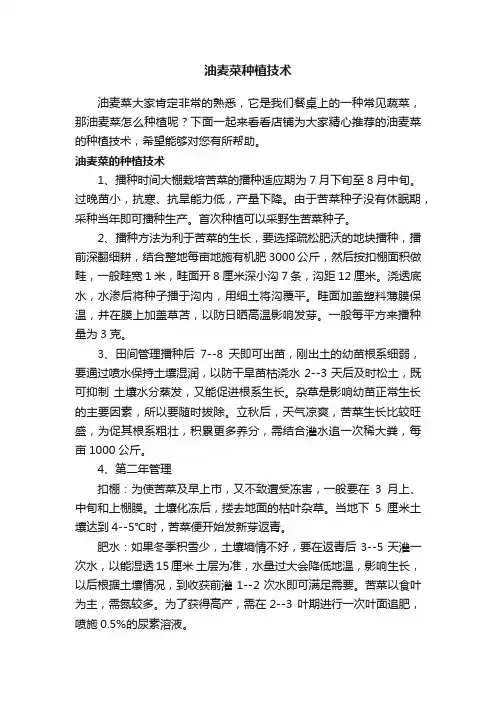 油麦菜种植技术