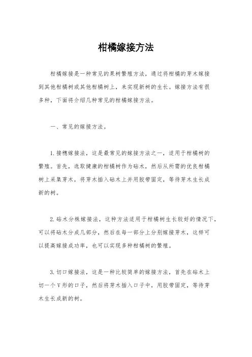 柑橘嫁接方法