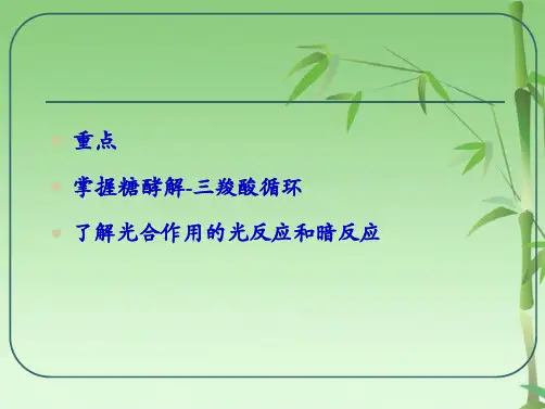 糖代谢(共84张PPT)