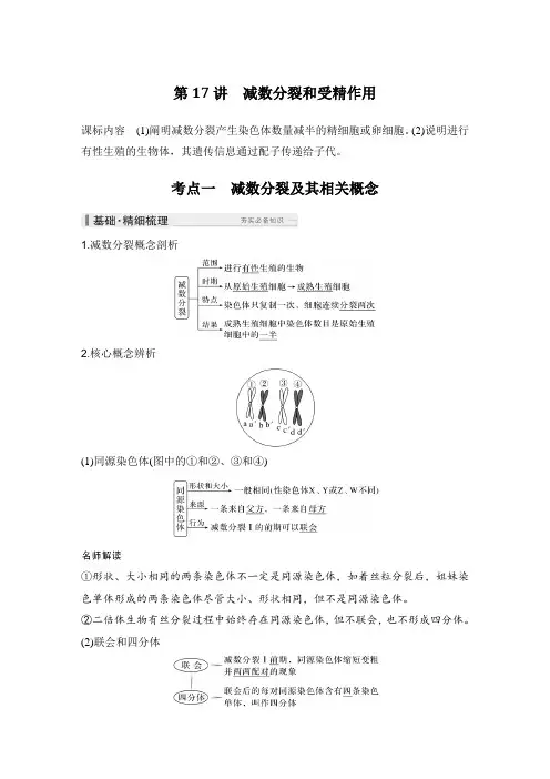 2025高考生物总复习减数分裂和受精作用课件教案练习题