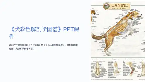 《犬彩色解剖学图谱》课件