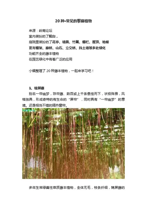 20种·常见的攀藤植物