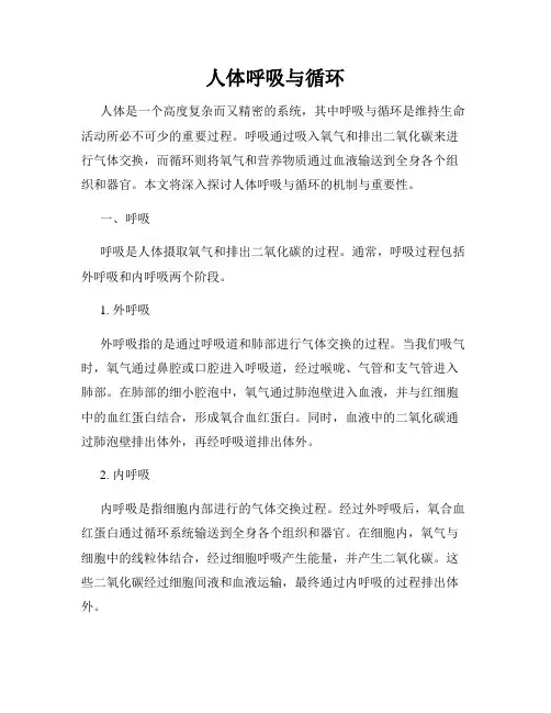 人体呼吸与循环