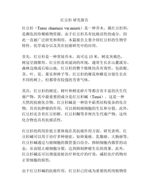 红豆杉 研究报告