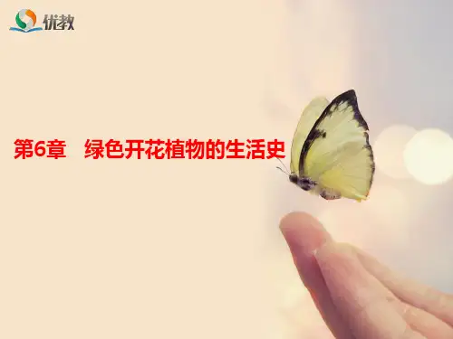 1绿色开花植物的生活史