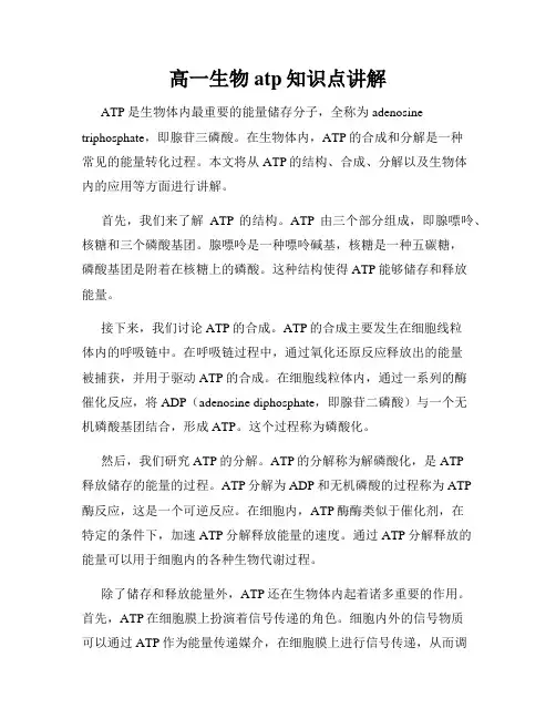 高一生物atp知识点讲解