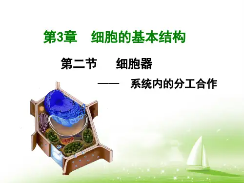 高中生物人教版必修一第三章第二节  细胞器之间的分工合作