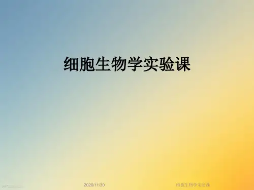 细胞生物学实验课