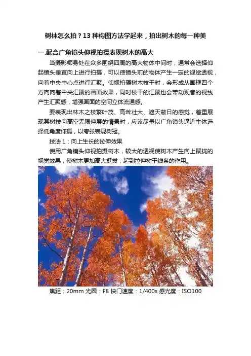 树林怎么拍？13种构图方法学起来，拍出树木的每一种美