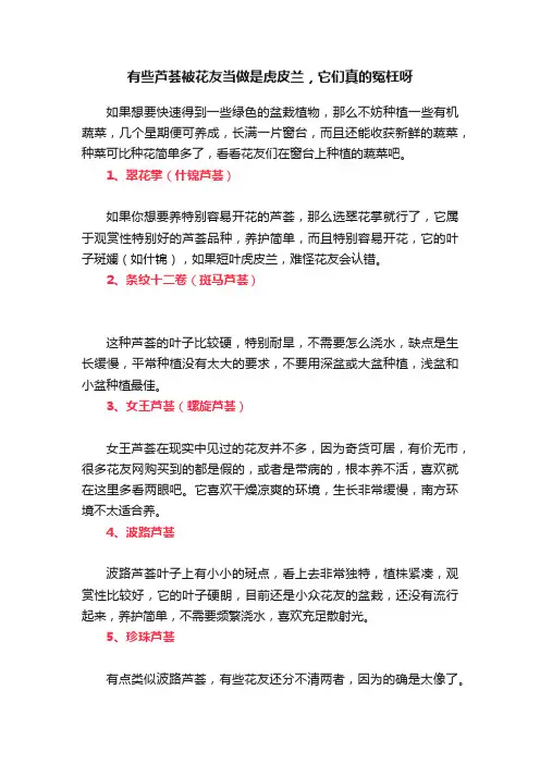 有些芦荟被花友当做是虎皮兰，它们真的冤枉呀