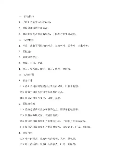植物学实验报告叶