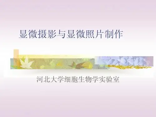 显微摄影