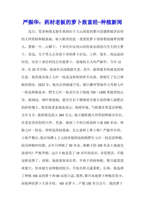 严振华:药材老板的萝卜致富经 - 种植新闻