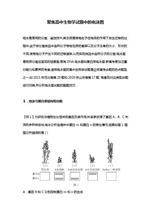 高中生物电泳