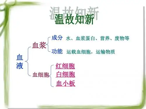 第二节_血流的管道—血管