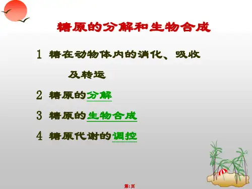 糖原的分解和合成