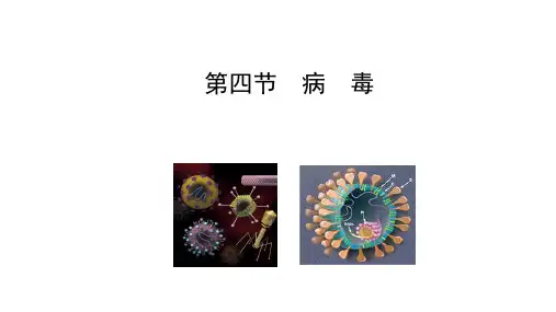 2.3.4病毒  课件(共24张PPT) 生物人教版七年级上册