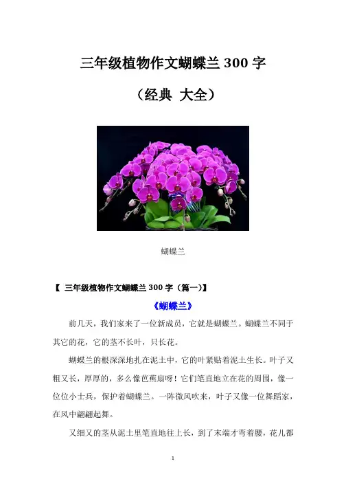 三年级植物作文蝴蝶兰300字