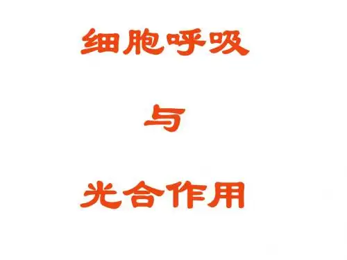 高一生物光合作用和细胞呼吸(2019年)