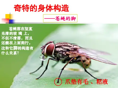六年级下册科学课件1.2放大镜下的昆虫世界教科版共17张PPT