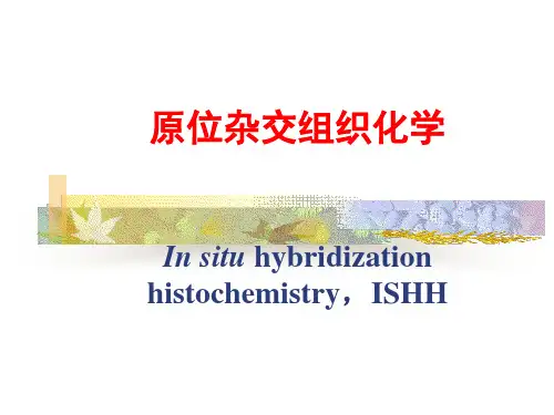 原位杂交组织化学