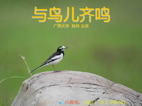 鸟类动物资源调查PPT.3