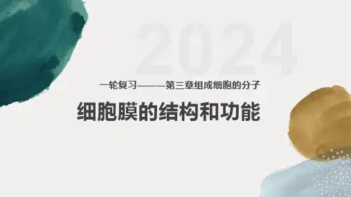 2024届高三生物一轮复习课件细胞膜的结构和功能