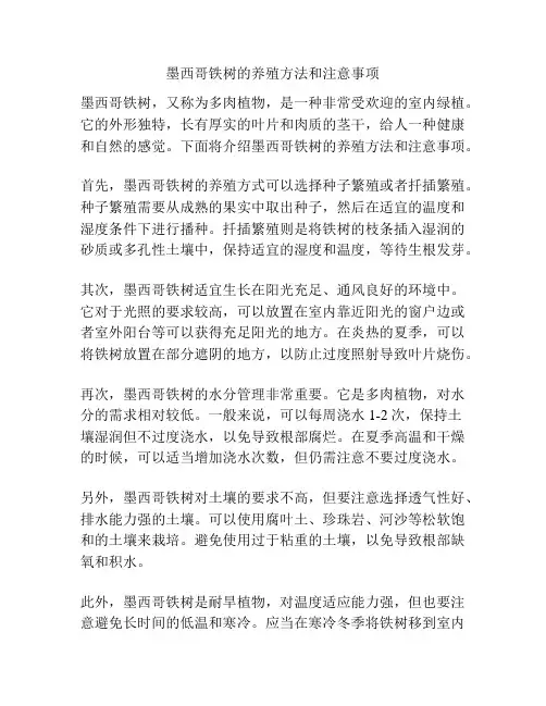 墨西哥铁树的养殖方法和注意事项