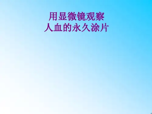 10用显微镜观察人血的永久涂片