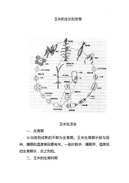 玉米的生长和发育