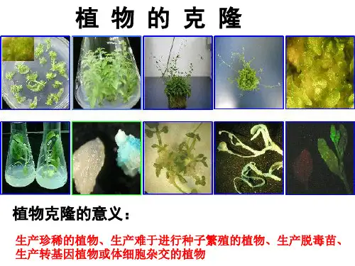 浙科版选修3第二章第二节植物的克隆(共36张PPT)