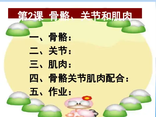 四年级上册科学课件-4.2《骨骼、关节和肌肉》3｜教科版 (共40张PPT)