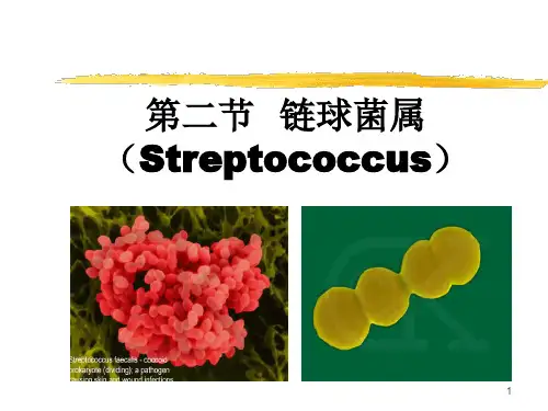 第二节 链球菌属 ppt课件