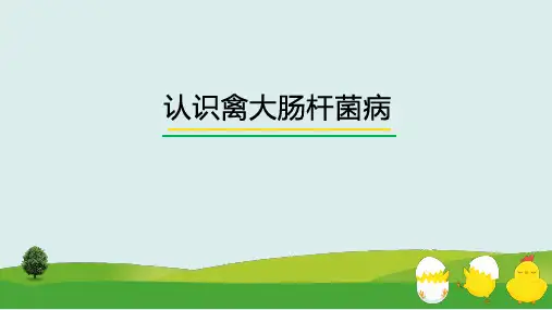 认识禽大肠杆菌病课件(共14张PPT)《禽病防治》