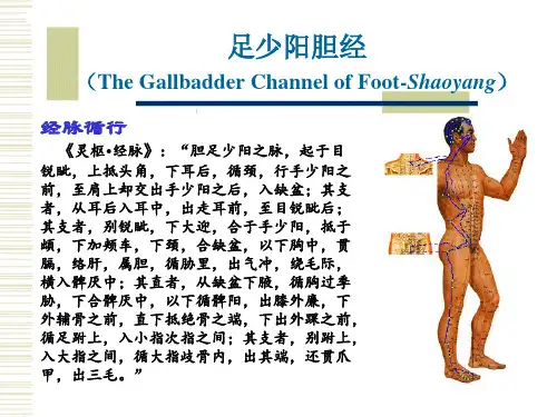 经络腧穴各论-11足少阳胆经及其腧穴