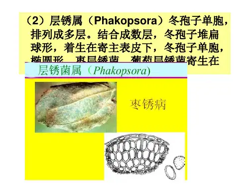 普通植物病理学-第五节担子菌亚门(下)
